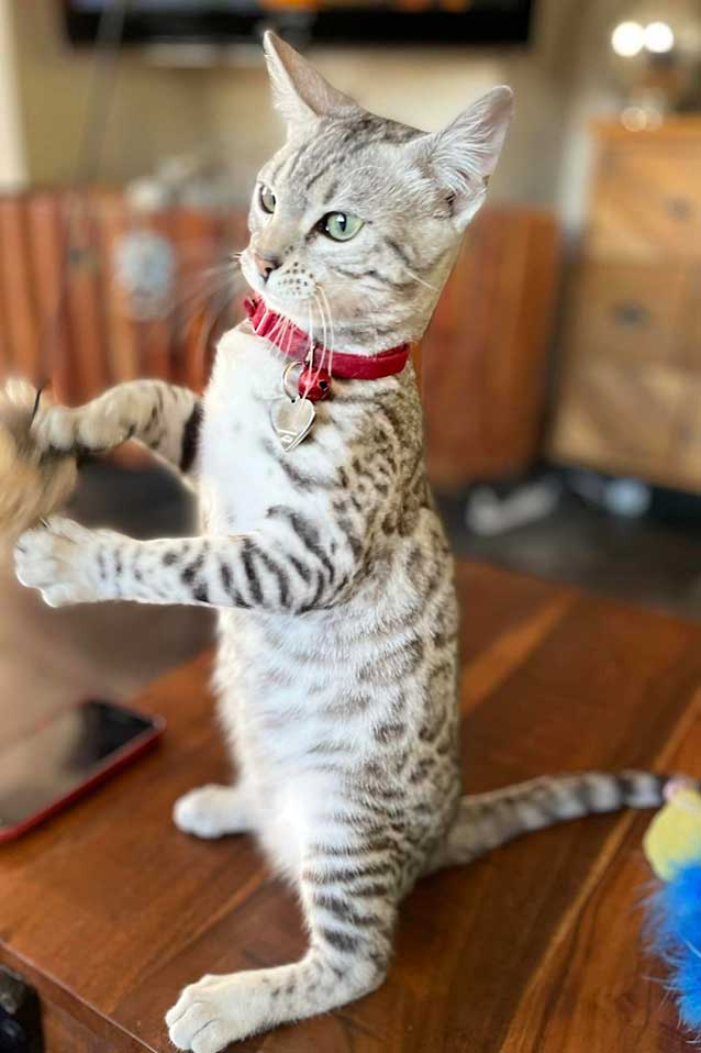 Tabby cat playing in cattery environment Ashford